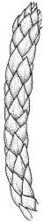 Pseudoleskea imbricata, branch detail, dry. Drawn from B.H. Macmillan 80/40, CHR 267654.
 Image: R.C. Wagstaff © Landcare Research 2018 
